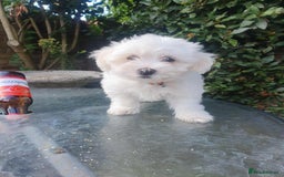 Maltese dogs for sale: Ready to go ! Gorgeous Maltese girls for salee - Image 21