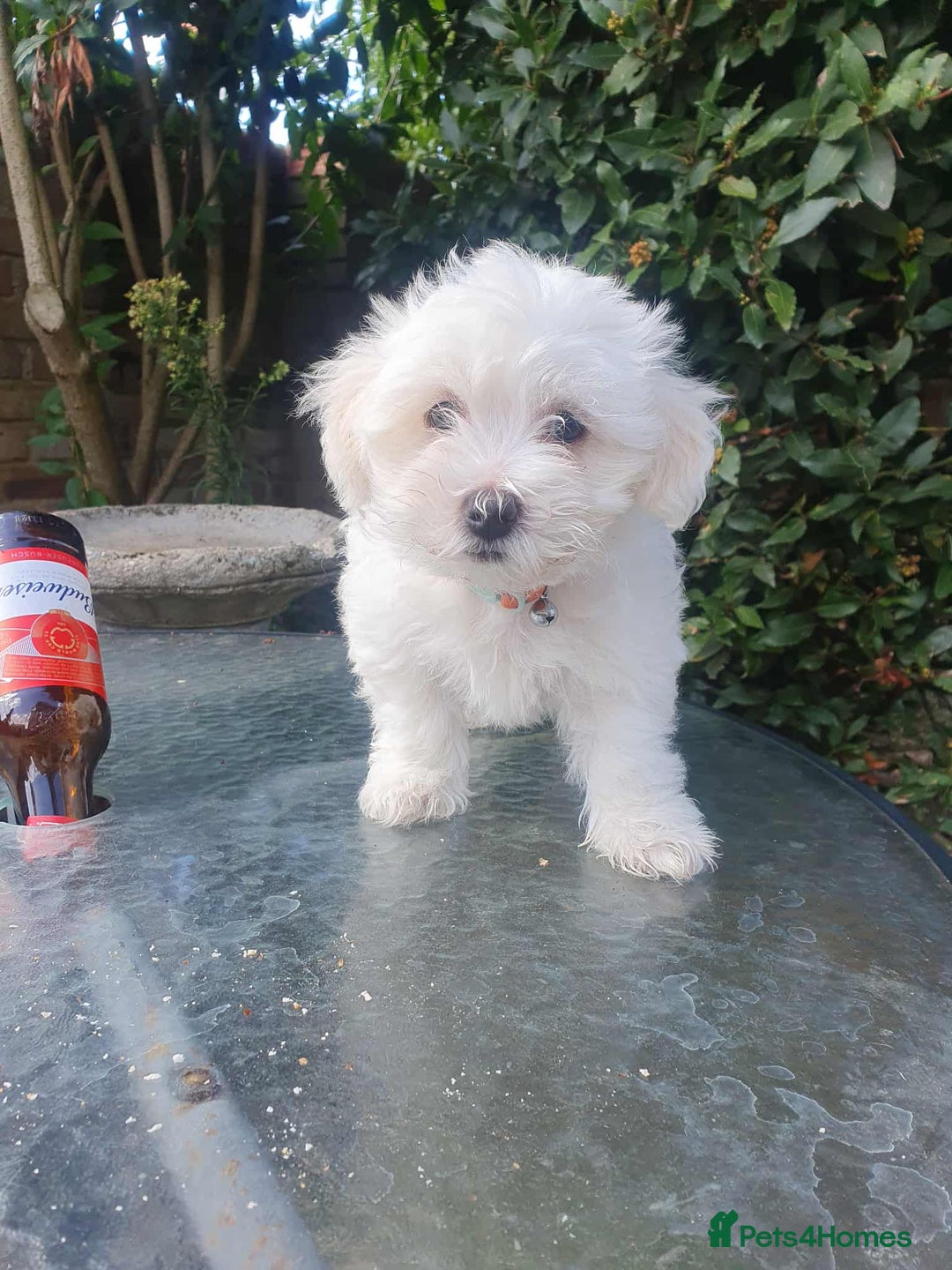 Maltese dogs for sale: Ready to go ! Gorgeous Maltese girls for salee - Image 21