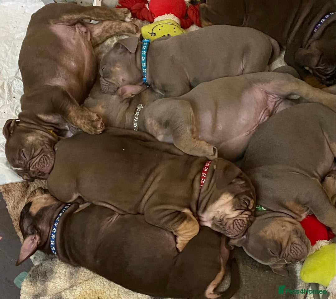 Mixed Breed dogs for sale: Old Tyme And English bulldog puppies - Advert 14