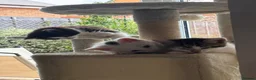 Mixed Breed cats for sale: 4 bouncy, happy kittens - Advert 18