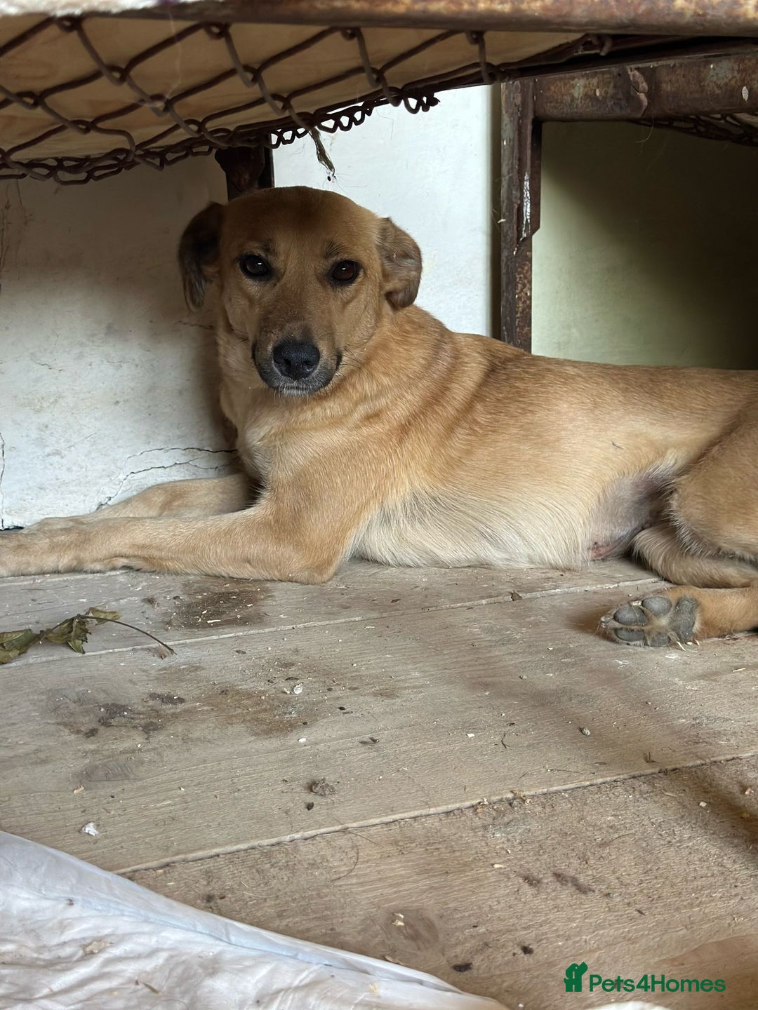 Mixed Breed dogs for adoption: 🐾🩷 MIDGET - a superb girl, for a Loving Home🐾🏡 - Image 8