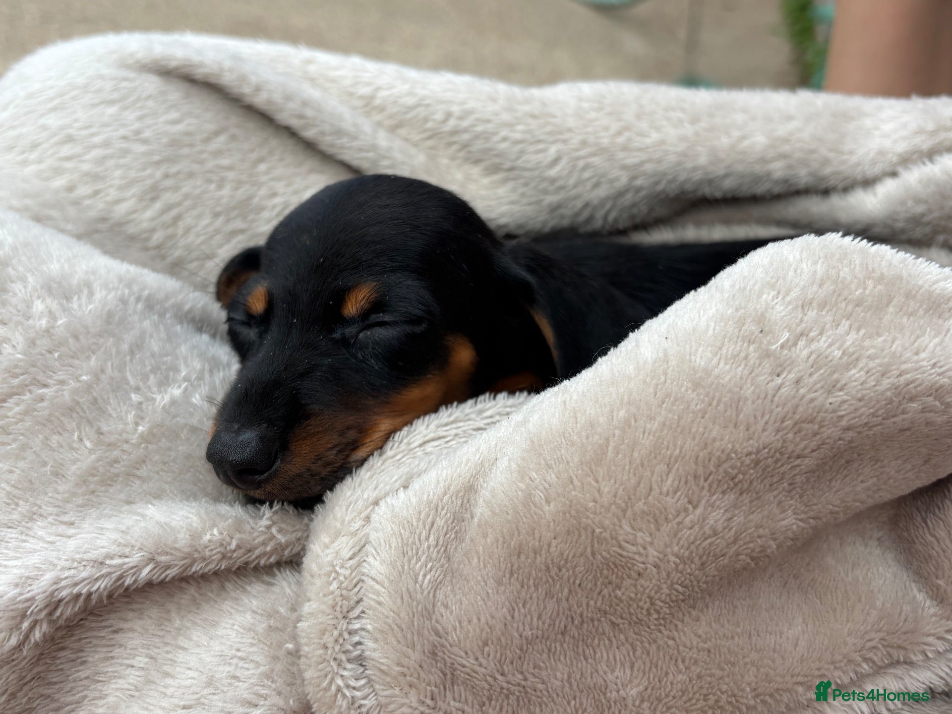 Miniature Dachshund dogs Miniature dachshunds - Advert 2