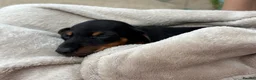 Miniature Dachshund dogs for sale: Miniature dachshunds - Advert 2