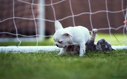 French Bulldog dogs for sale: Ready to go 2 x male French Bulldog KC registered - Image 28