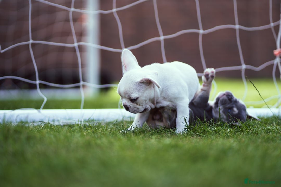 French Bulldog dogs for sale: Ready to go 2 x male French Bulldog KC registered - Image 28