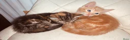 British Shorthair cats for sale: Lovely adorable Kittens FOR SALE Mixed Newquay  - Advert 24
