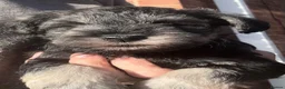 Miniature Schnauzer dogs for sale: Miniature schnauzers in Newark - Advert 12