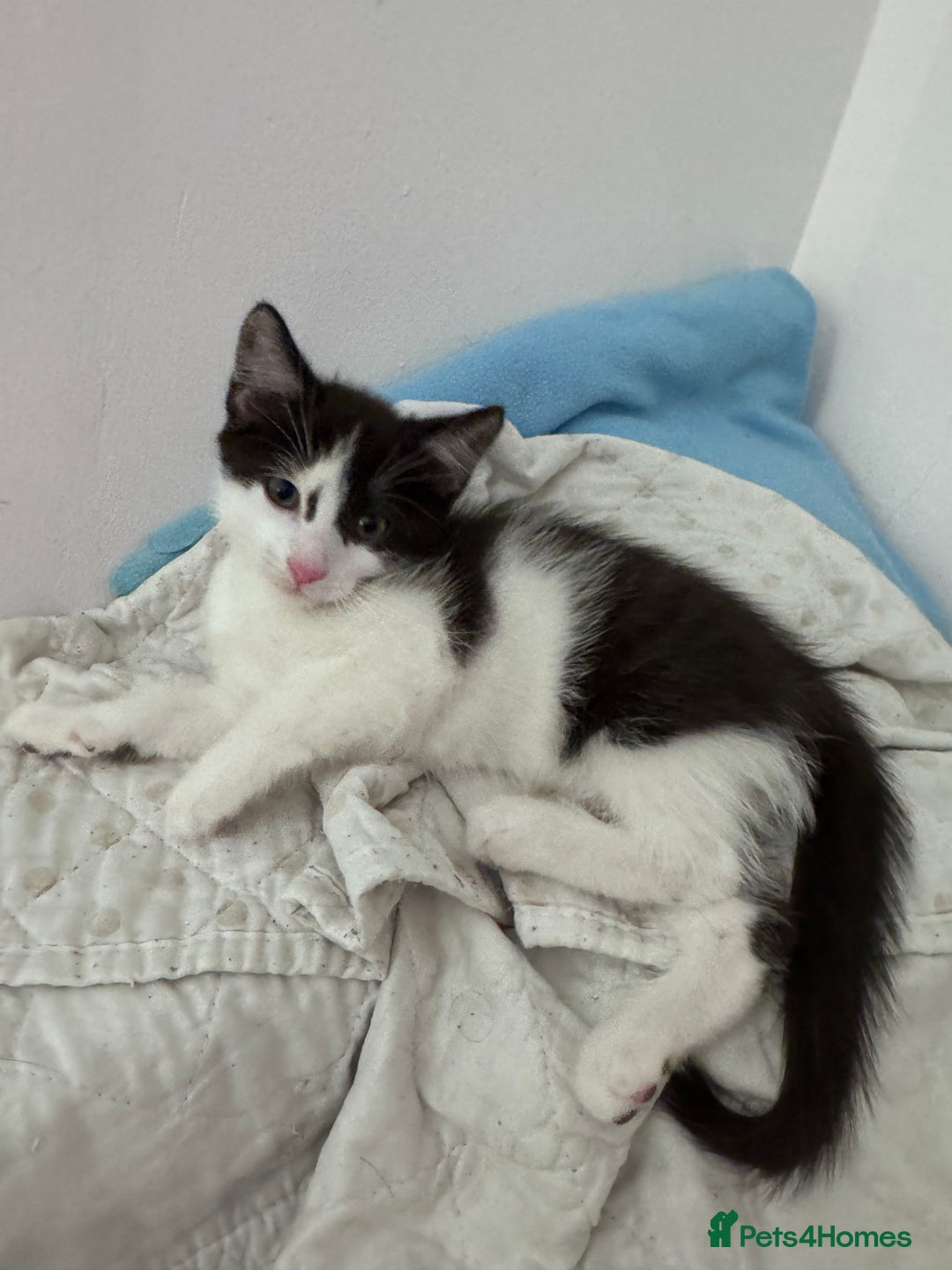 Mixed Breed cats for sale: Beautiful kitten looking new home 🐱🧡 - Advert 12