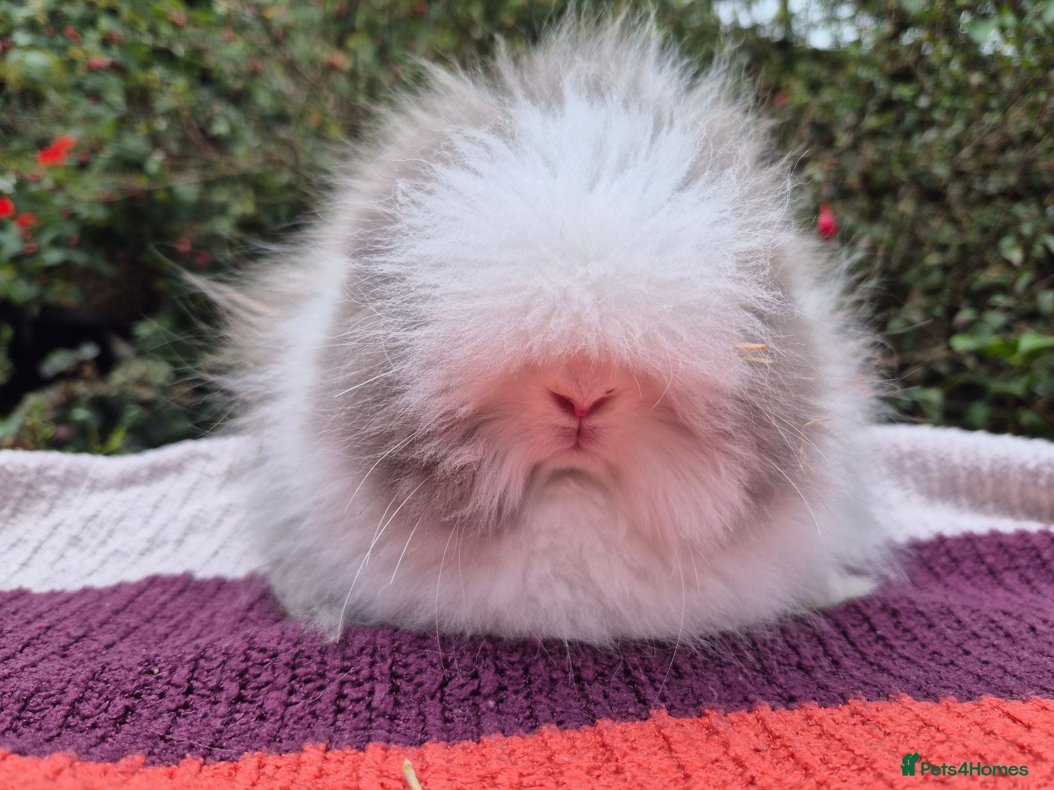 Angora rabbits ❤️STUNNING TEDDYDWERG BABIES- IMPORTED PARENTS ❤️ - Advert 2