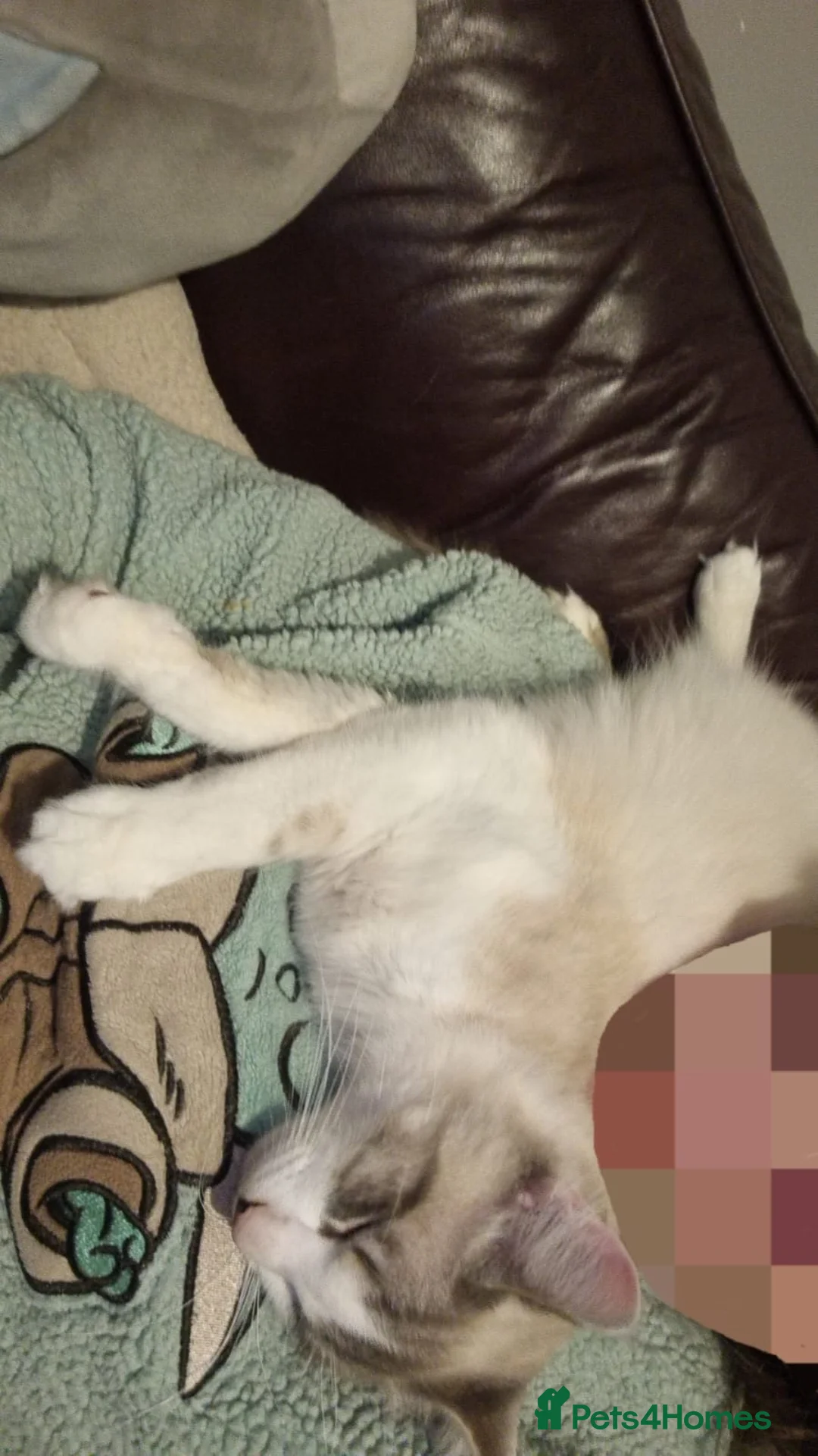 Turkish Angora cats for sale: Lovely Turkish angora male cat - Advert 6