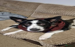 Border Collie dogs for sale: Miss Emma witts  - Advert 1