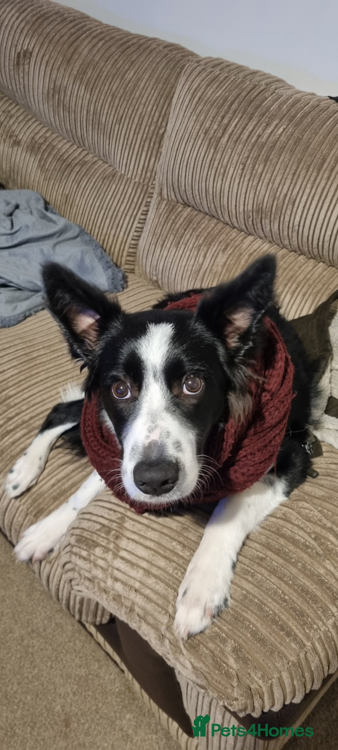 Border Collie dogs for sale: Miss Emma witts  - Advert 1