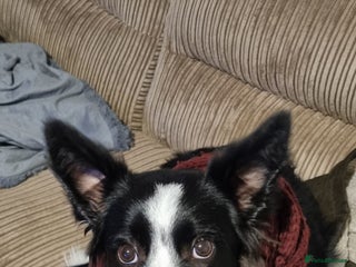 Border Collie dogs for sale: Miss Emma witts - Advert 1
