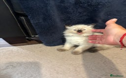 Ragdoll cats for sale: Ragdoll kittens - Image 15
