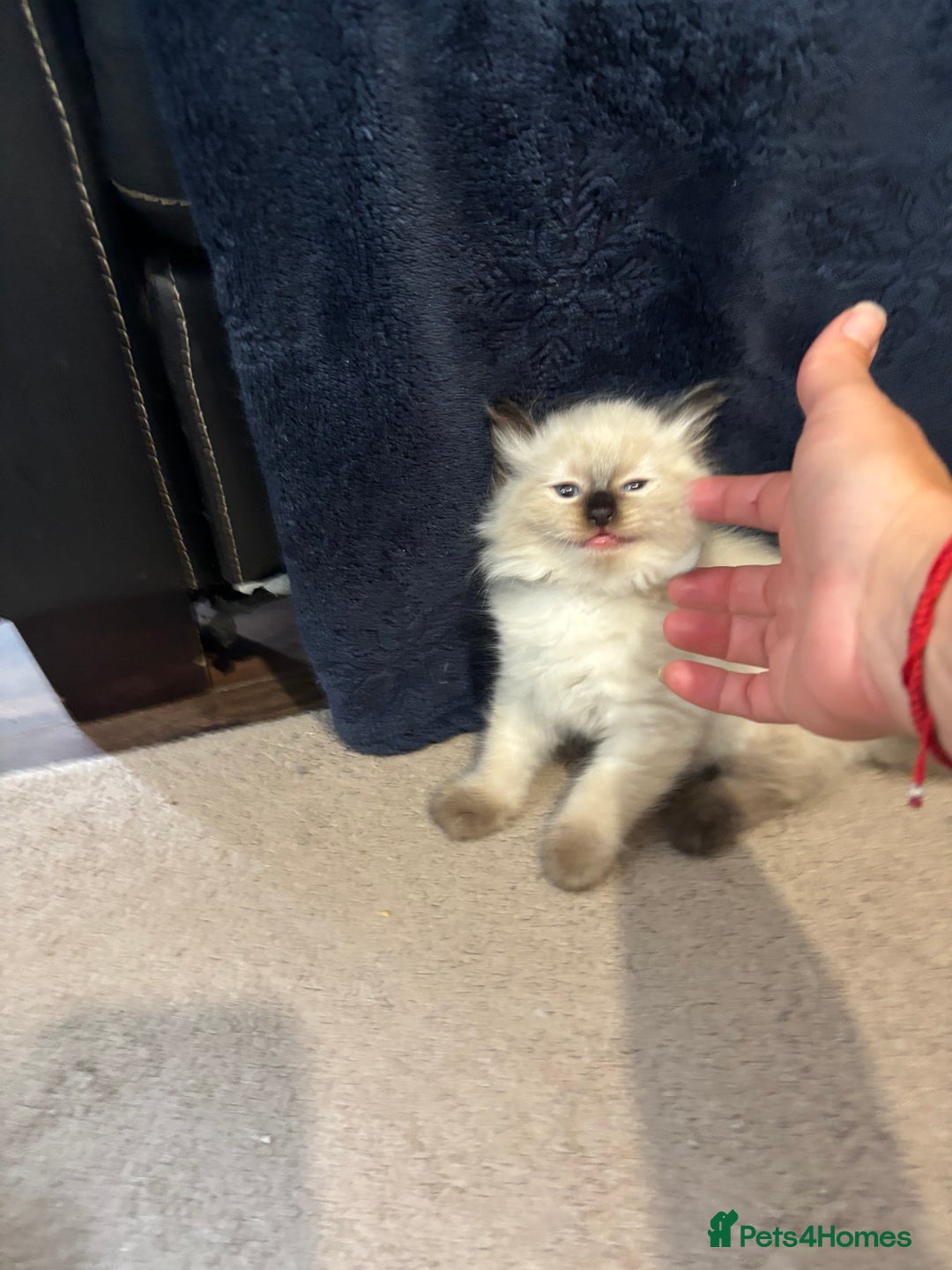 Ragdoll cats for sale: Ragdoll kittens - Image 15
