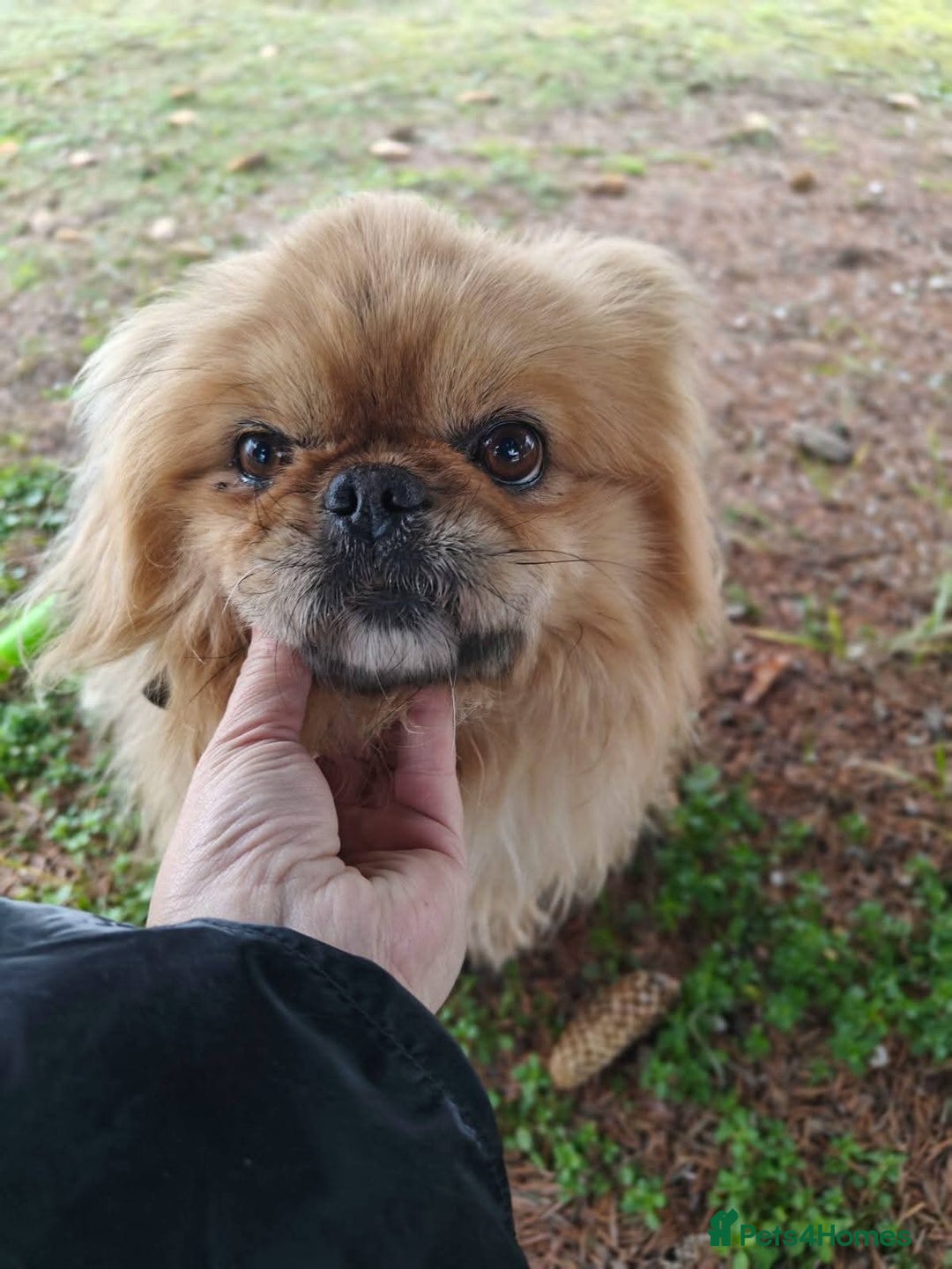 Mixed Breed dogs for adoption: 💙Barry: 9-10-year-old Tibetan Spaniel cross💙 - Advert 14