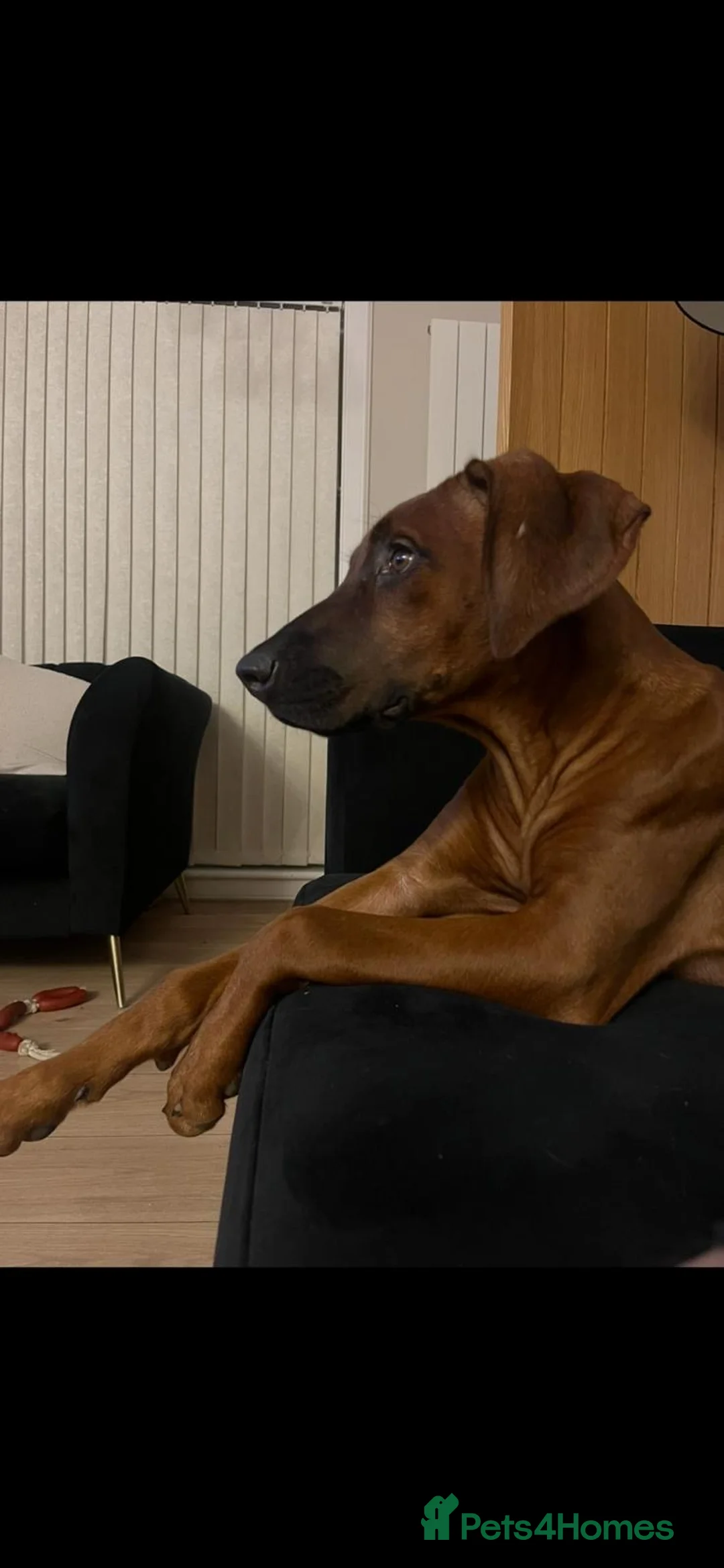 Rhodesian Ridgeback dogs for sale: 5 months old Rhodesian ridgeback girl - Advert 2