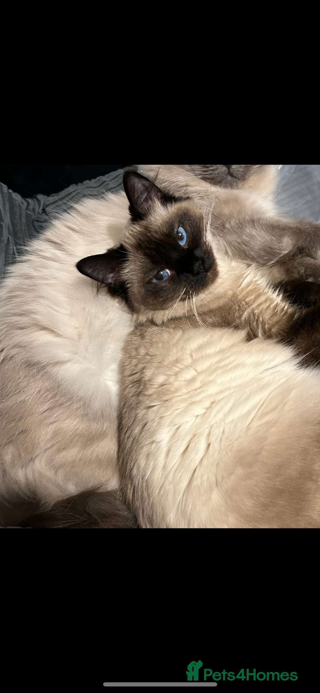Ragdoll cats for sale: Ragdoll kittens - male - Advert 2