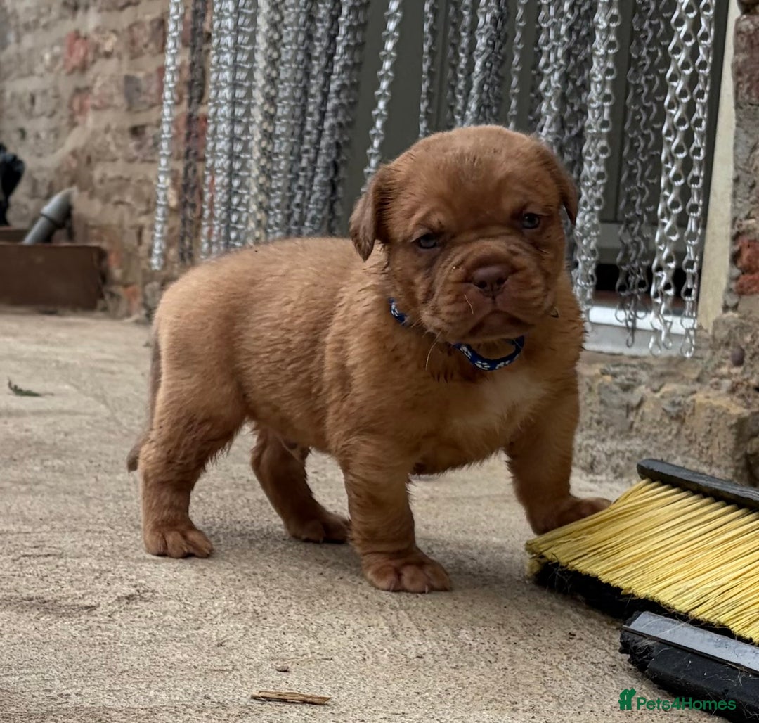 Dogue De Bordeaux dogs for sale: DOGUE DE BORDEAUX PUPS  - Image 4