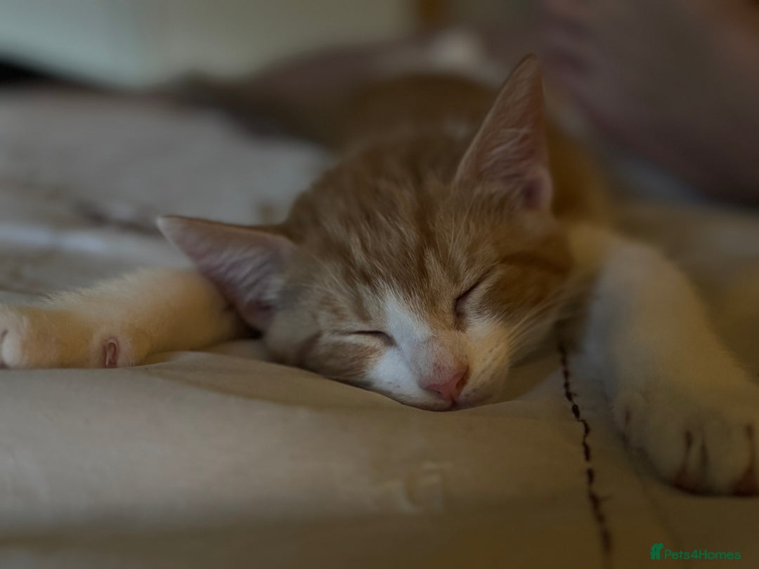 British Shorthair cats for sale: Two gorgeous ginger boys to go together  - Advert 6