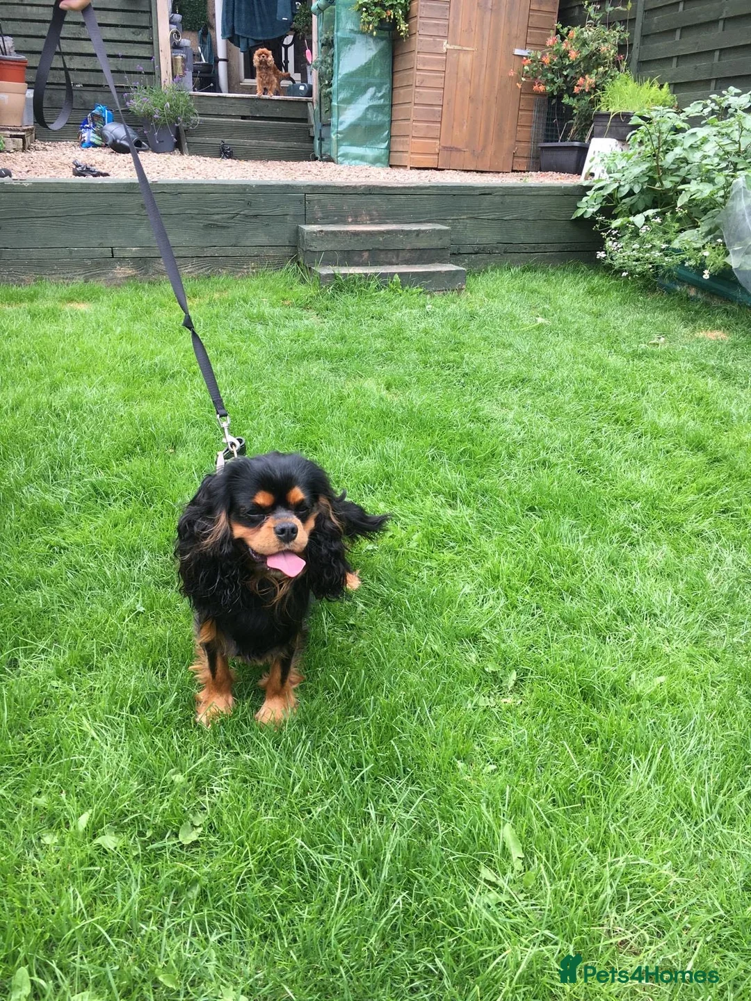 Cavalier King Charles Spaniel dogs for stud: STUD ONLY KC Cavalier KC Black and Tan stunning - Advert 4