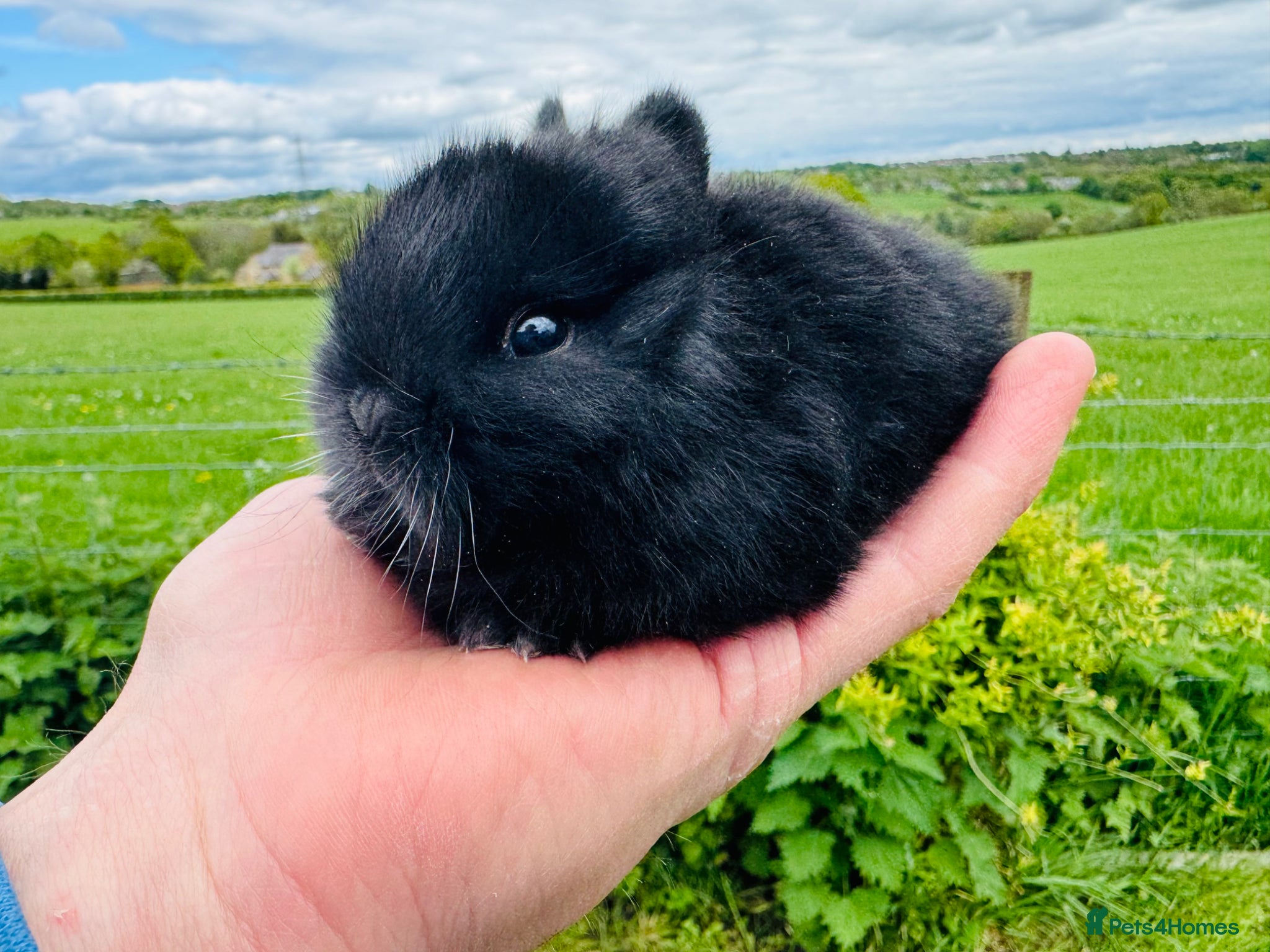 Netherland Dwarf rabbits *Quality* netherland dwarf bunnies  - Advert 20