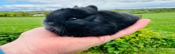 Netherland Dwarf rabbits for sale: *Quality* netherland dwarf bunnies  - Advert 1