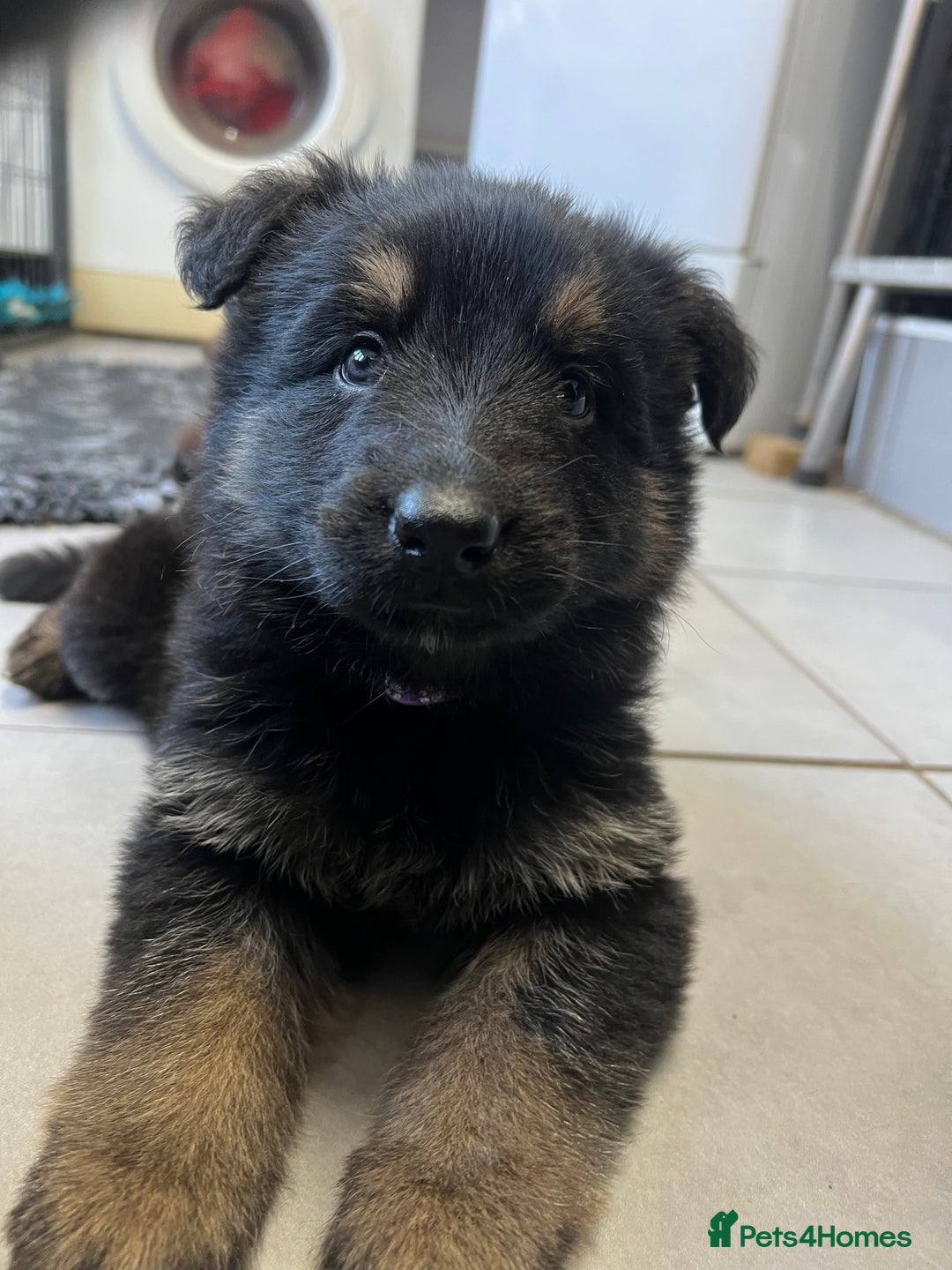 German Shepherd dogs for sale: Outstanding litter KC Reg German Shepherd puppies - Advert 4