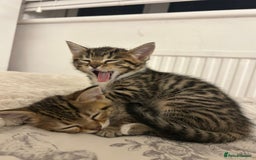 Bengal cats for sale: 1 female bengal kitten left ‼️ - Advert 1
