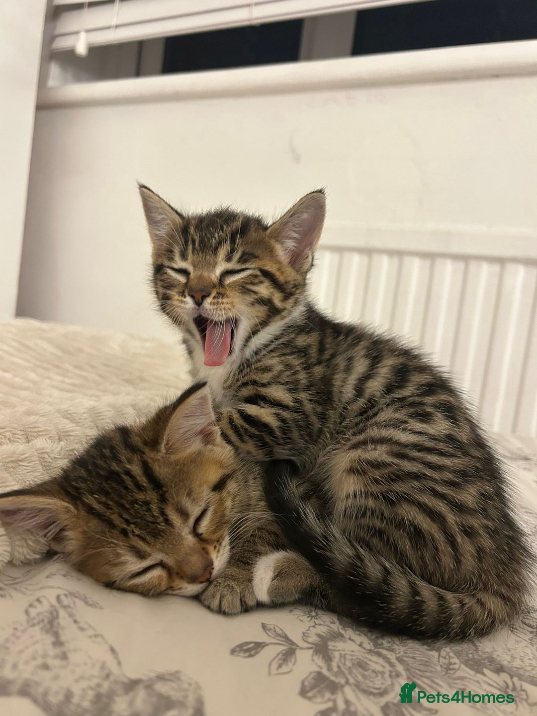 Bengal cats for sale: 1 female bengal kitten left ‼️ - Advert 1