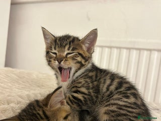 Bengal cats 1 female bengal kitten left ‼️ - Advert 7