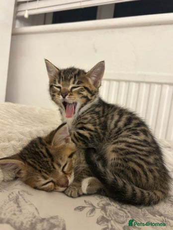 Bengal cats 1 female bengal kitten left ‼️ - Advert 1