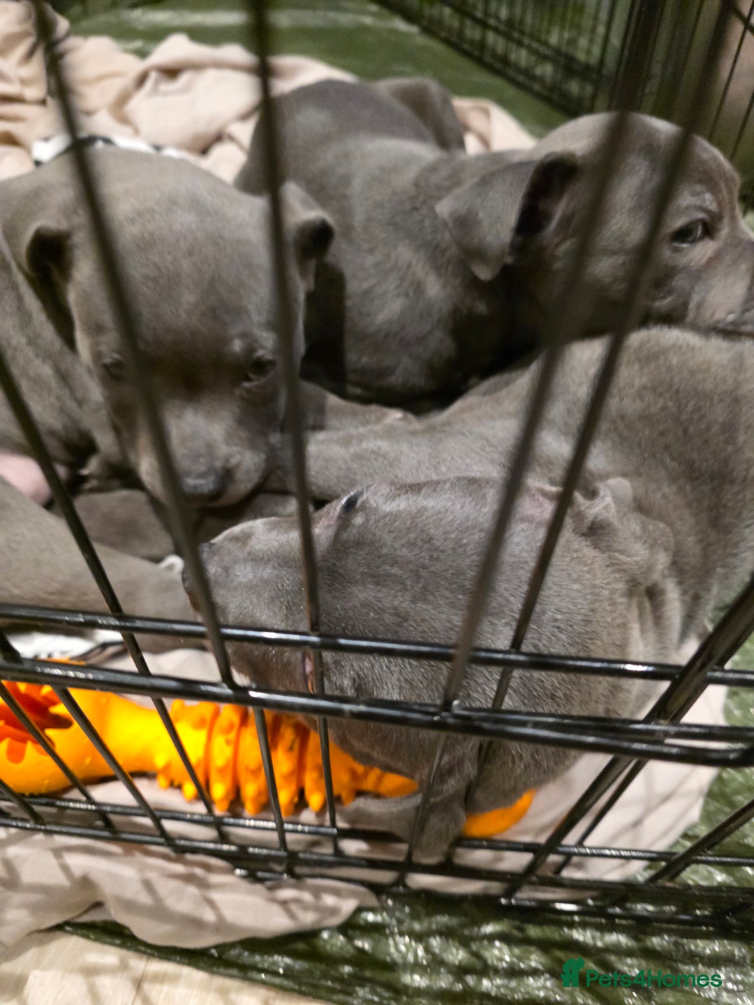 Staffordshire Bull Terrier dogs for sale: **COLLECT SAT 02/08**Blue Staffs KC Registered - Image 34