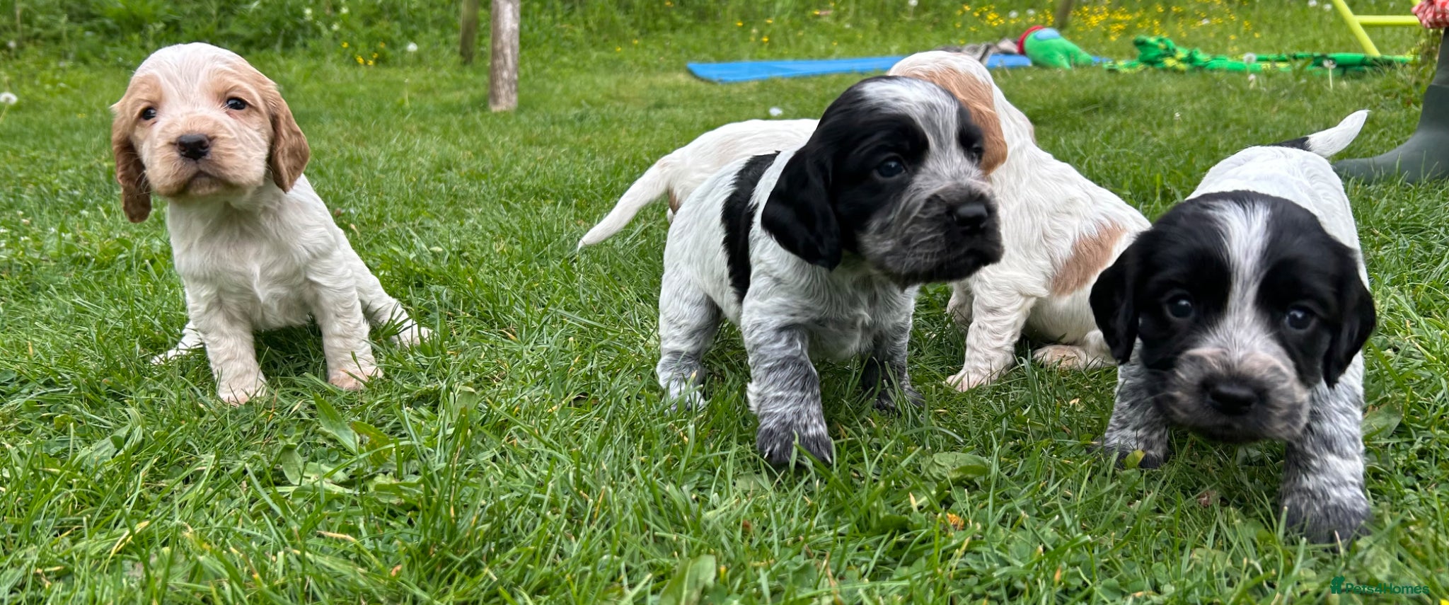 Cocker Spaniel dogs KC Registered Working Cocker Spaniel Puppies  - Advert 6