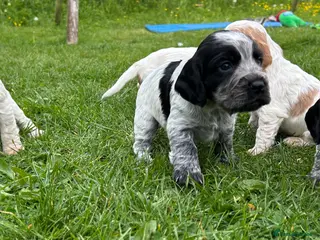 Cocker Spaniel dogs KC Registered Working Cocker Spaniel Puppies - Advert 6