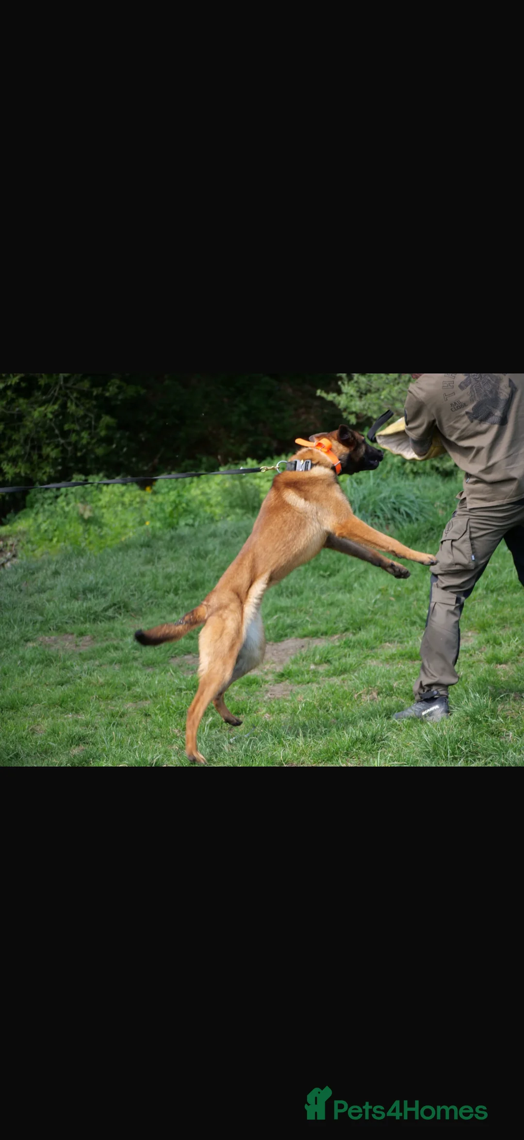 Belgian Shepherd Dog dogs for stud: Kc registered very well breed up for stud  - Advert 2