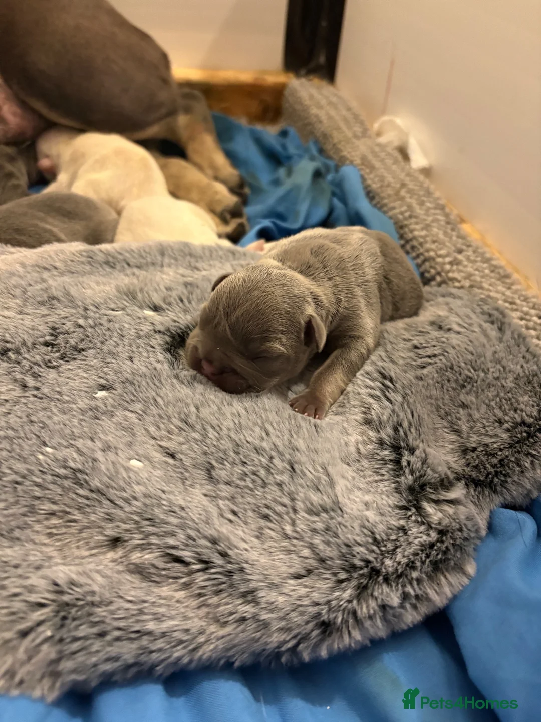 French Bulldog dogs for sale: KC french bulldog puppies  - Advert 12