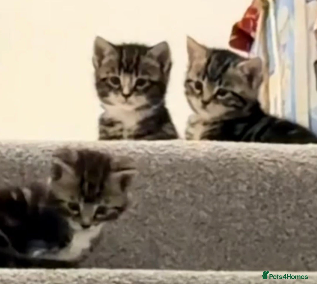Mixed Breed cats for sale: Family of 4 kittens mixed breed tuxedo/tabby £50  - Advert 3