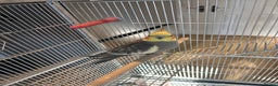 Cockatiels birds for sale: 2 x male cockatiels for sale - Advert 2
