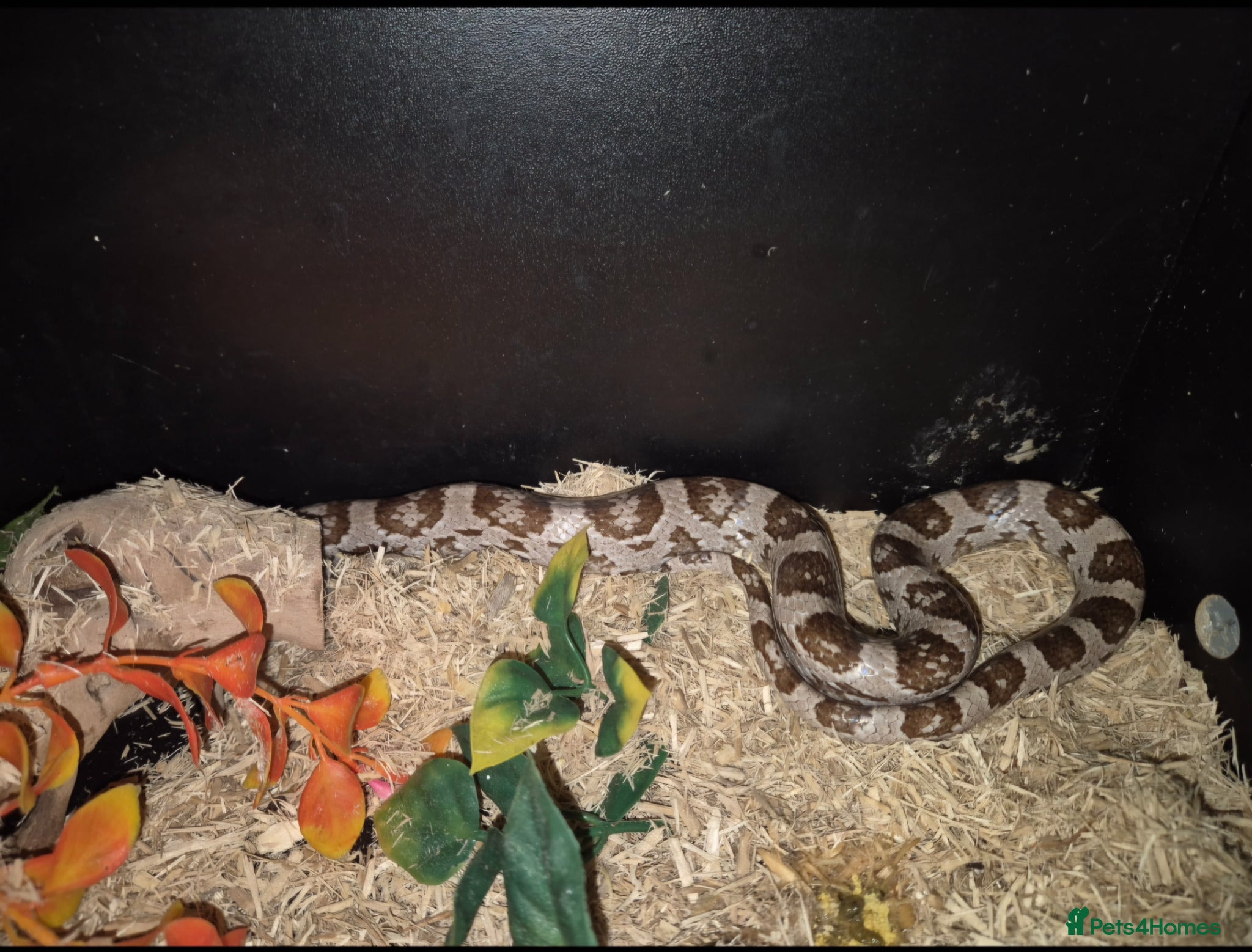 Corn Snake reptiles Corn snake with set up  - Advert 12