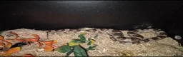 Corn Snake reptiles for sale: Corn snake with set up  - Advert 1
