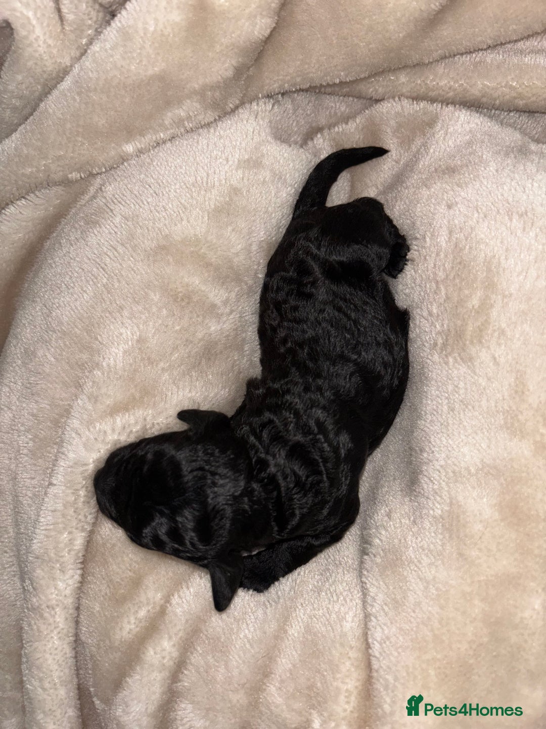 Cockapoo dogs for sale: Cockapoos puppies for sale *ready 19th feb* - Advert 20