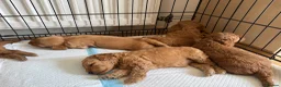 Cockapoo dogs for sale: F1b cockapoo  - Advert 7