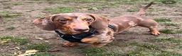 Dachshund dogs for sale: Dapple Dachshund- male/nearly 4 years old - Advert 4