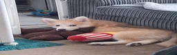 Pomsky dogs for sale: F3 Pomsky Puppies MUST GO - Advert 35