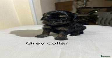 Cavapoo dogs - Advert 2