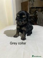 Cavapoo dogs - Advert 12