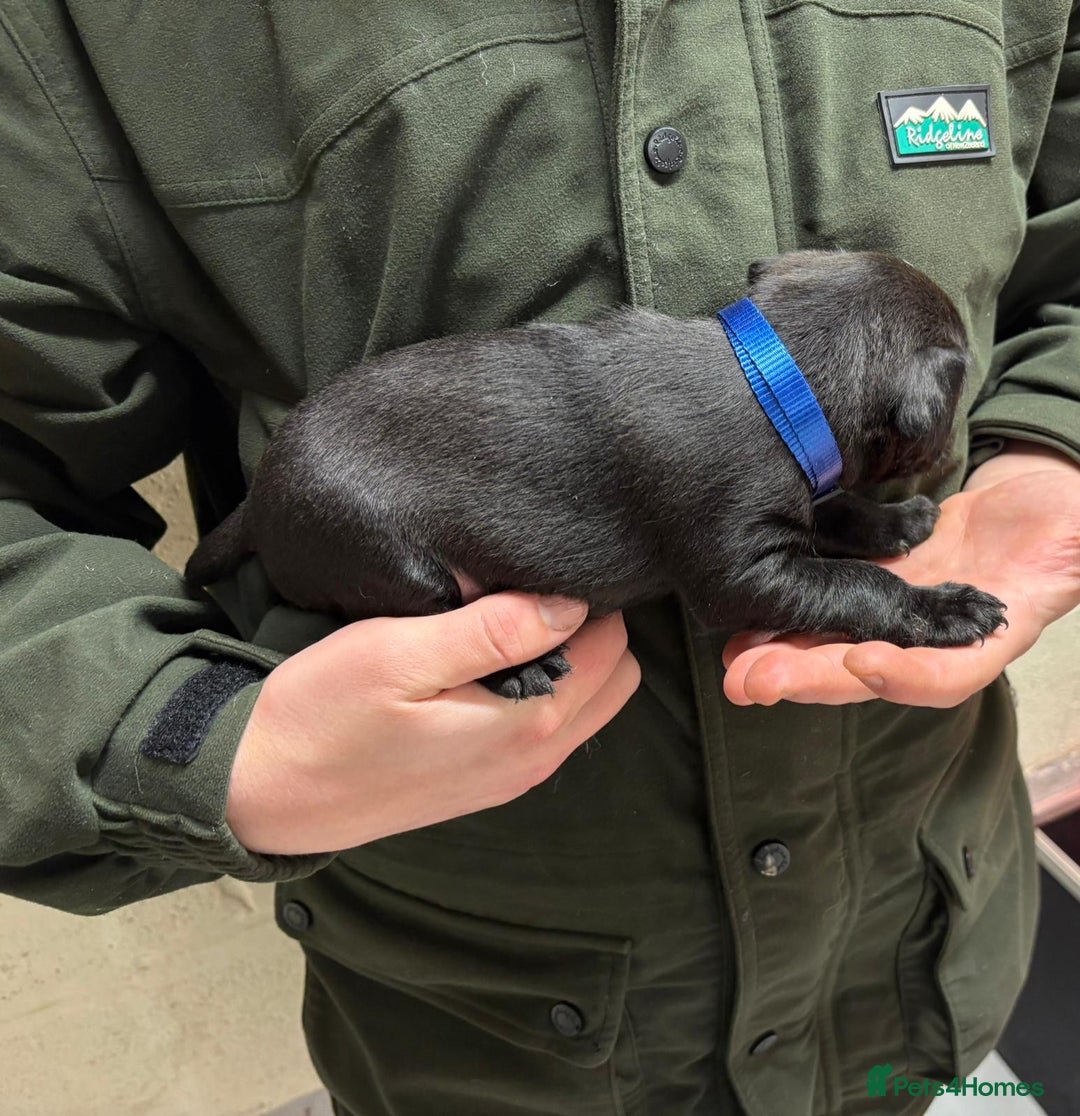 Patterdale Terrier dogs for sale: Patterdale Terriers - Advert 4