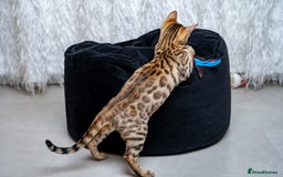 Bengal cats for sale: Stunning Bengal Girl- Top TICA pedigree- Ready NOW - Advert 27