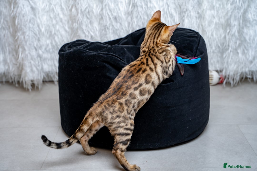 Bengal cats for sale: Stunning Bengal Girl- Top TICA pedigree- Ready NOW - Advert 27